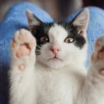 post-What Cat Meows Actually Mean ?>